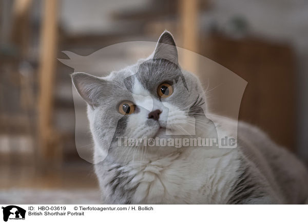 Britisch Kurzhaar Portrait / British Shorthair Portrait / HBO-03619