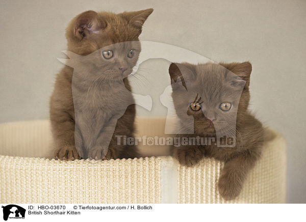 Britisch Kurzhaar Ktzchen / British Shorthair Kitten / HBO-03670