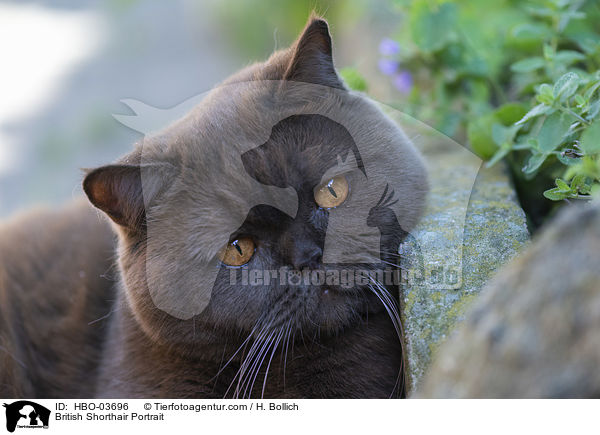 Britisch Kurzhaar Portrait / British Shorthair Portrait / HBO-03696