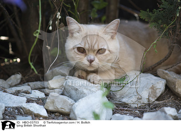 liegende Britisch Kurzhaar / lying British Shorthair / HBO-03703