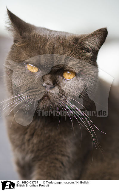 Britisch Kurzhaar Portrait / British Shorthair Portrait / HBO-03737