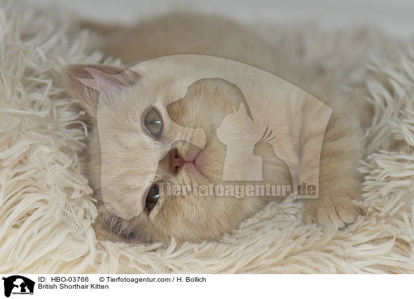 Britisch Kurzhaar Ktzchen / British Shorthair Kitten / HBO-03766