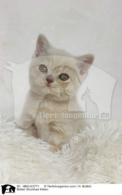 Britisch Kurzhaar Ktzchen / British Shorthair Kitten / HBO-03771