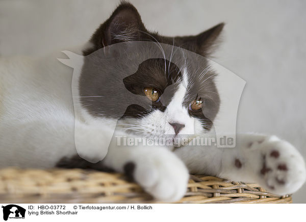 liegende Britisch Kurzhaar / lying British Shorthair / HBO-03772