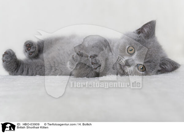 Britisch Kurzhaar Ktzchen / British Shorthair Kitten / HBO-03909