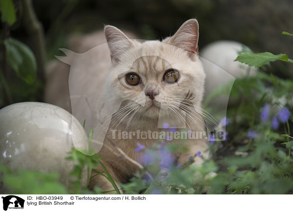 liegende Britisch Kurzhaar / lying British Shorthair / HBO-03949