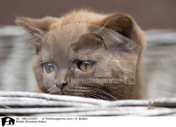 Britisch Kurzhaar Ktzchen / British Shorthair Kitten / HBO-03957