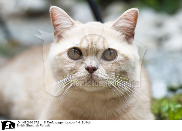 Britisch Kurzhaar Portrait / British Shorthair Portrait / HBO-03972