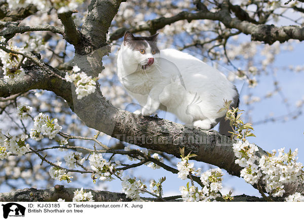 Britisch Kurzhaar auf dem Baum / British Shorthair on tree / KJ-03185