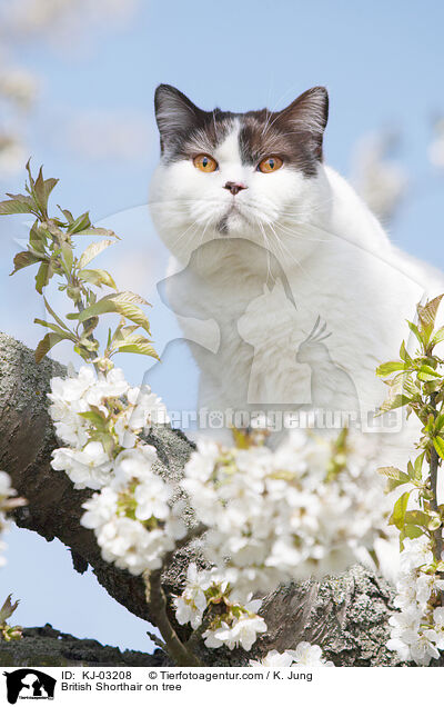 British Shorthair on tree / KJ-03208