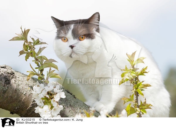 Britisch Kurzhaar auf dem Baum / British Shorthair on tree / KJ-03215