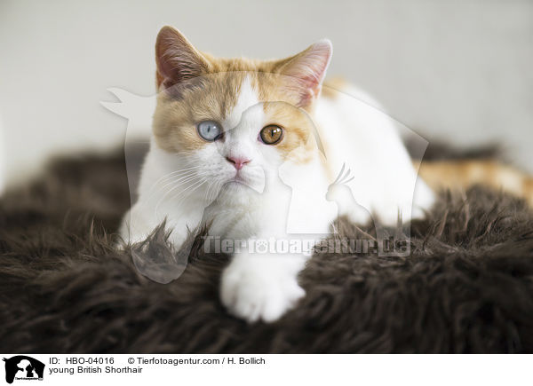 junge Britisch Kurzhaar / young British Shorthair / HBO-04016