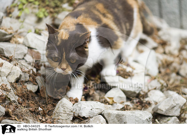 walking British Shorthair / HBO-04025