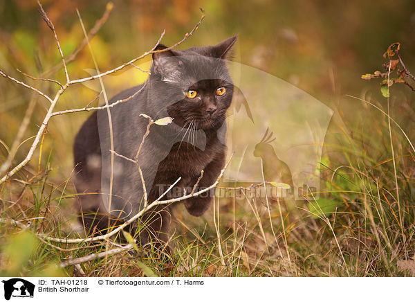 Britisch Kurzhaar / British Shorthair / TAH-01218