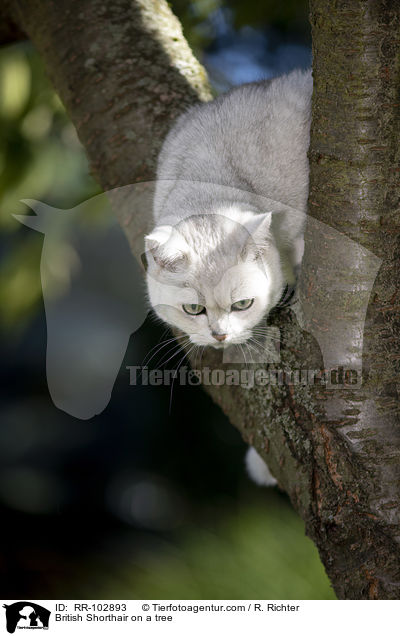 Britisch Kurzhaar auf einem Baum / British Shorthair on a tree / RR-102893