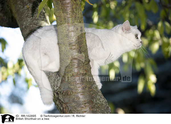 Britisch Kurzhaar auf einem Baum / British Shorthair on a tree / RR-102895