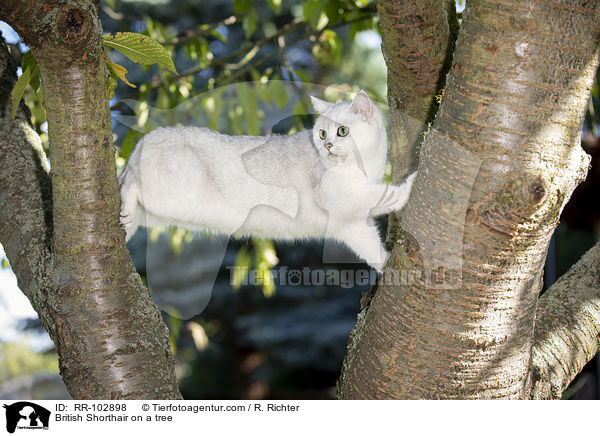Britisch Kurzhaar auf einem Baum / British Shorthair on a tree / RR-102898