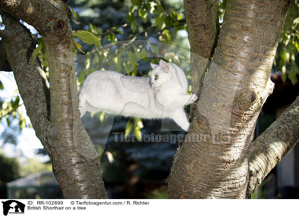 Britisch Kurzhaar auf einem Baum / British Shorthair on a tree / RR-102899