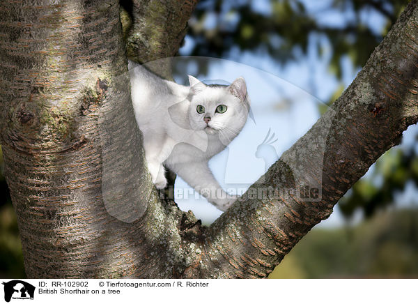 Britisch Kurzhaar auf einem Baum / British Shorthair on a tree / RR-102902
