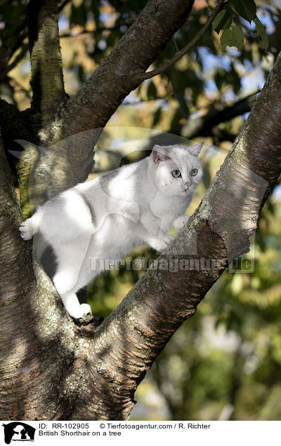 Britisch Kurzhaar auf einem Baum / British Shorthair on a tree / RR-102905