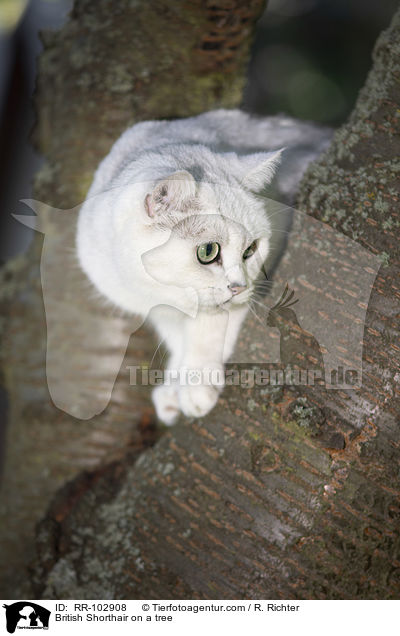 Britisch Kurzhaar auf einem Baum / British Shorthair on a tree / RR-102908