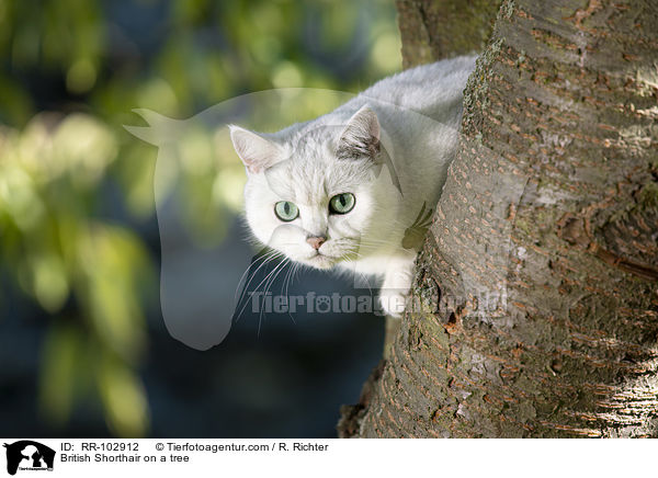 Britisch Kurzhaar auf einem Baum / British Shorthair on a tree / RR-102912