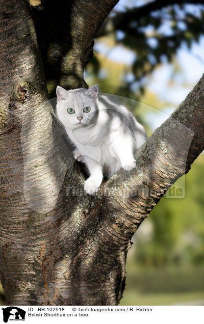 Britisch Kurzhaar auf einem Baum / British Shorthair on a tree / RR-102918
