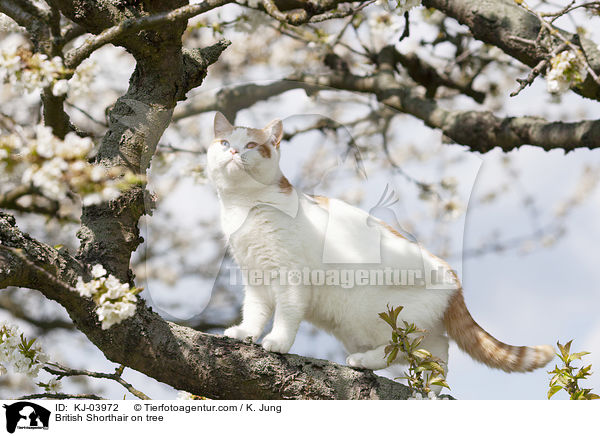 Britisch Kurzhaar auf dem Baum / British Shorthair on tree / KJ-03972