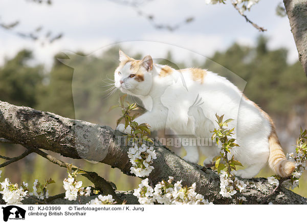 kletternde Britisch Kurzhaar / climbing British Shorthair / KJ-03999