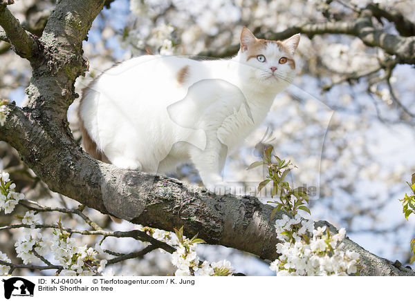 Britisch Kurzhaar auf dem Baum / British Shorthair on tree / KJ-04004