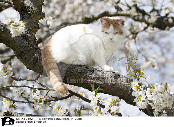 sitzende Britisch Kurzhaar / sitting British Shorthair / KJ-04024