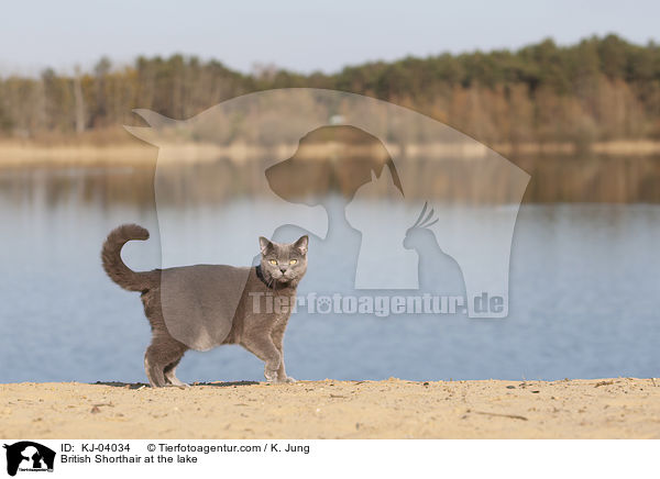 British Shorthair at the lake / KJ-04034