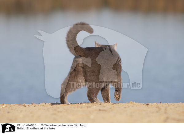 British Shorthair at the lake / KJ-04035