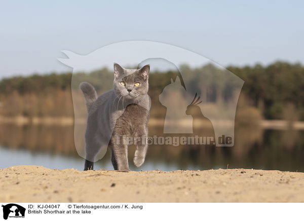 British Shorthair at the lake / KJ-04047