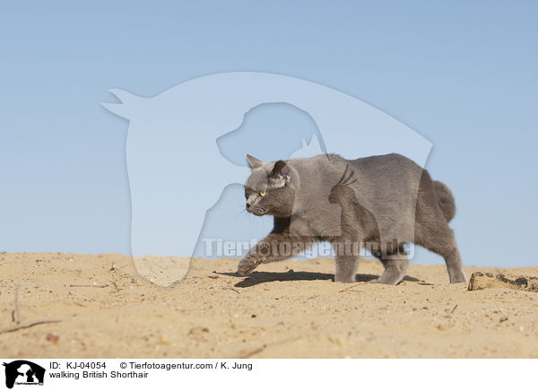 walking British Shorthair / KJ-04054