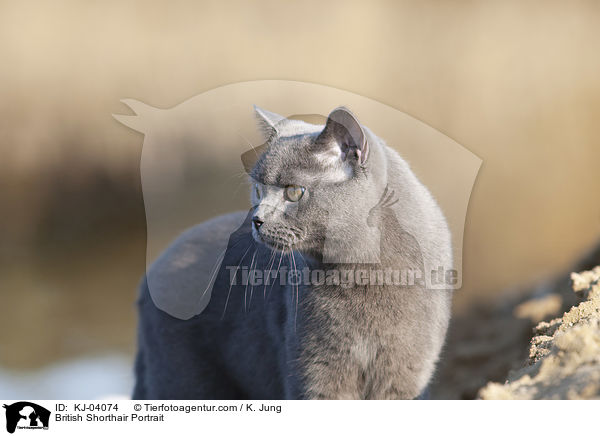 British Shorthair Portrait / KJ-04074