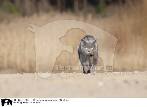 laufende Britisch Kurzhaar / walking British Shorthair / KJ-04080