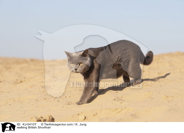 walking British Shorthair / KJ-04107