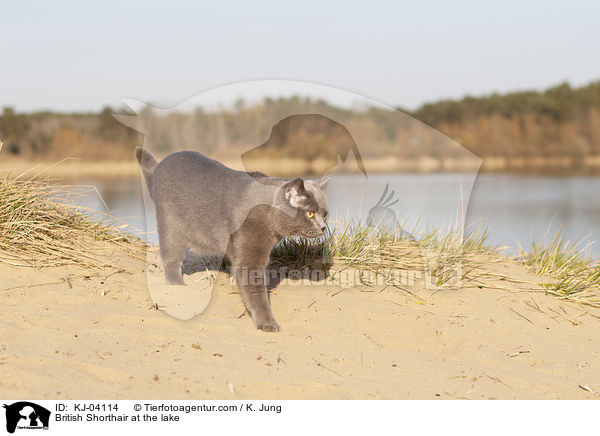 British Shorthair at the lake / KJ-04114