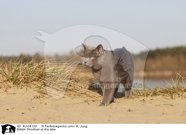 British Shorthair at the lake / KJ-04120