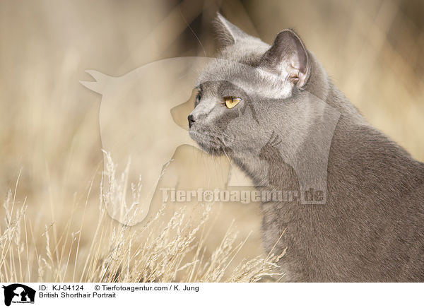 British Shorthair Portrait / KJ-04124