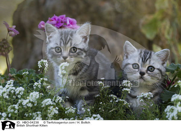 Britisch Kurzhaar Ktzchen / British Shorthair Kitten / HBO-04238