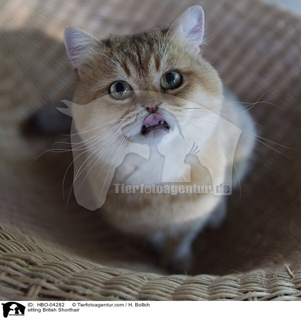 sitzende Britisch Kurzhaar / sitting British Shorthair / HBO-04282