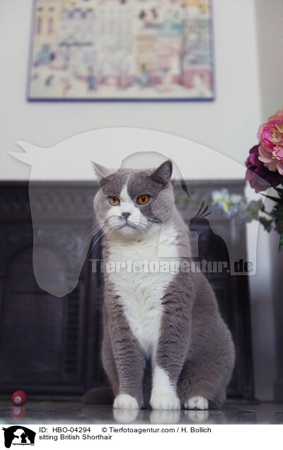 sitzende Britisch Kurzhaar / sitting British Shorthair / HBO-04294