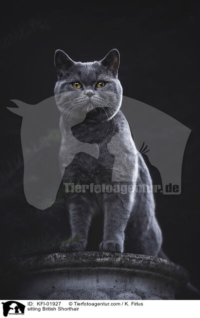 sitzende Britisch Kurzhaar / sitting British Shorthair / KFI-01927