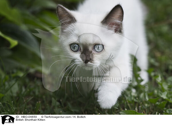 Britisch Kurzhaar Ktzchen / British Shorthair Kitten / HBO-04650