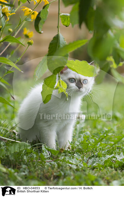 Britisch Kurzhaar Ktzchen / British Shorthair Kitten / HBO-04653