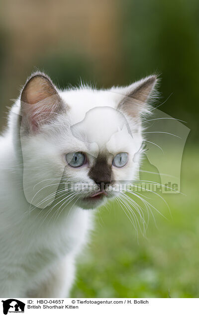 Britisch Kurzhaar Ktzchen / British Shorthair Kitten / HBO-04657