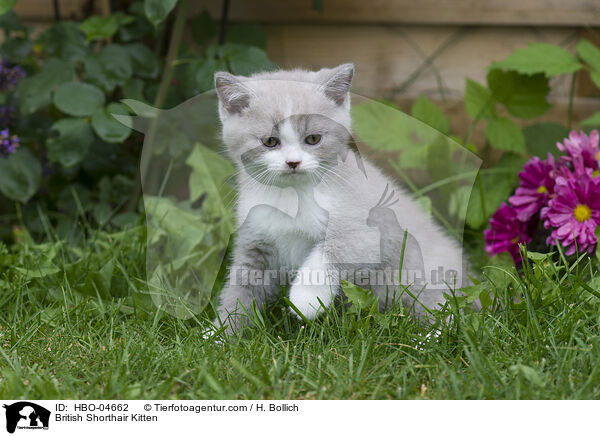 Britisch Kurzhaar Ktzchen / British Shorthair Kitten / HBO-04662