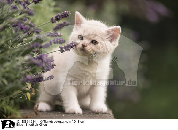 Britisch Kurzhaar Ktzchen / British Shorthair Kitten / DS-01614